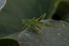 Phaneroptera sp.